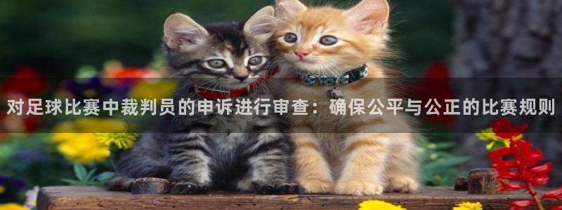  对足球比赛中裁判员的申诉进行审查：确保公平与公正的比赛规则